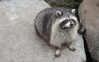 An animal raccoon sitting on a stone.
