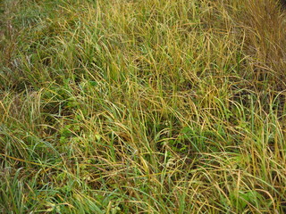 tough autumn dry grass before winter