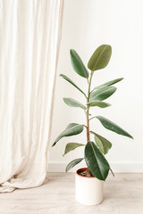 Ficus in home in flowerpot on white background. Modern minimalistic interior with an home plant. Flat lay, top view minimal concept. 
