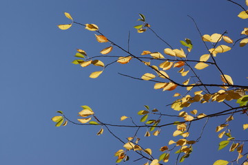 A sprig with the last autumn leaves against a bright blue sky.