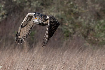 Eurasian Eagle Owl (Bubo bubo) flying above a field in Gloucestershire, UK