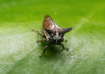 Macro Photo of Treehopper on Green Leaf