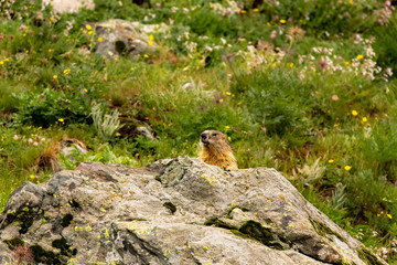 parco nazionale del gran paradiso, marmotta sbuca dalla tana