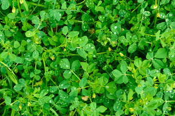 plant color green leaf background