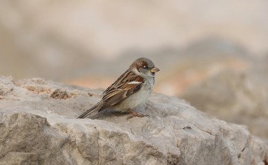 oiseau