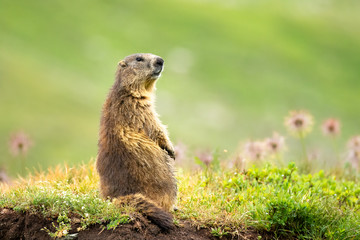 parco nazionale del gran paradiso, marmotta allerta