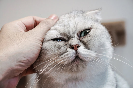 Use the hand stroking the Exotic Shorthair cat ear and make the happy cat spellbound.