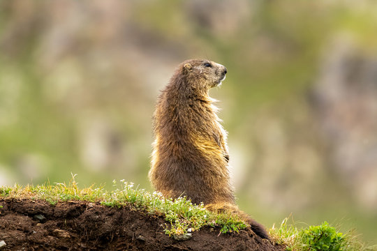 parco nazionale del gran paradiso, marmotta allerta