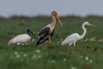 stork in habitat