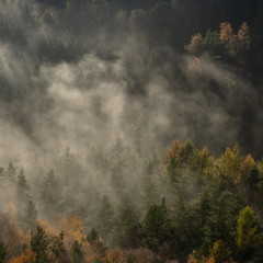 foggy autumn forest - Herbstwald im Nebel