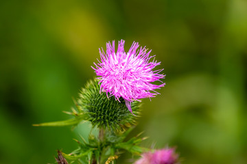 macro cardo selvatico