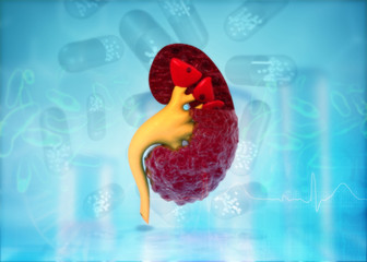 Human kidney anatomy on science background. 3d illustration.