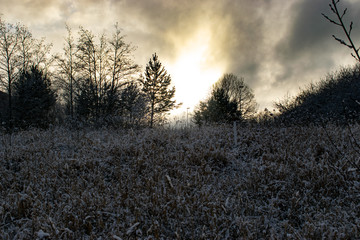 Trees in frozen field with sunrise