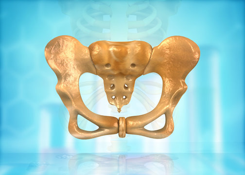 Skeleton of human pelvis. 3d illustration
