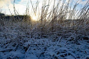 Winter field in sunrise 