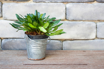 Mini green leaves plant pot