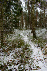 Snowy path in forest