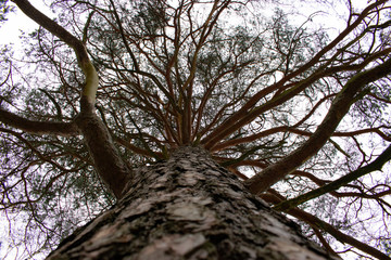 tree and sky
