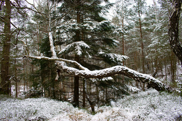 forest in winter