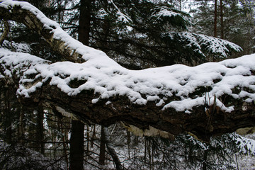 trees in winter
