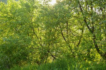 Green apple tree on a summer sunny day