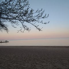 Fototapeta na wymiar tree on beach at sunset