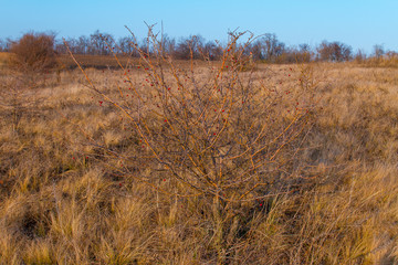 Rosehip tree (Pink family)