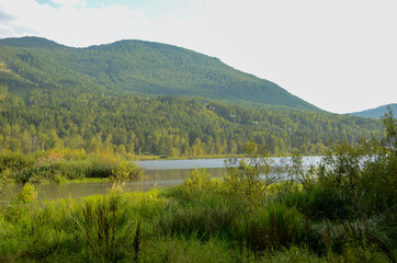 Green forest and lake in the Altai mountains