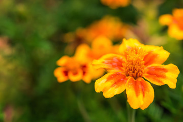 Horizontal greeting card with tagetes flower