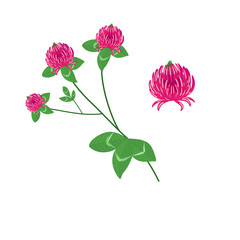 a vector illustration in eps 10 format of red clover and speedwell flowers with foliage in abstract form isolated on a white background