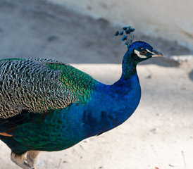 Naklejka premium Wildlebende Bunte Pfauen, im Pfauenwald Plaka auf Kos Griechenland