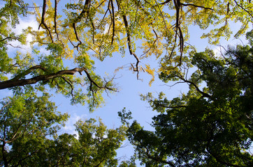 銀杏の紅葉と青空