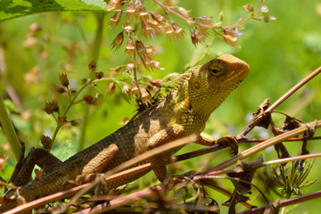 Green lizard