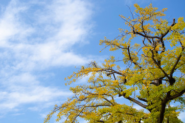 銀杏の紅葉と青空