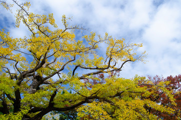 銀杏の紅葉と青空