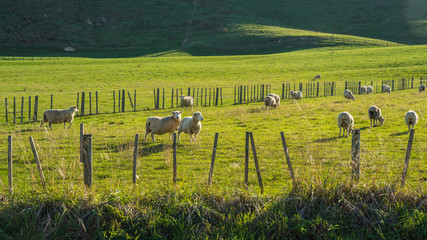 Fototapeta na wymiar Flock of sheep grazing on a green hill in rural country sheep farm in the afternoon. A flock of sheep is generally found in a mountain valley New Zealand.