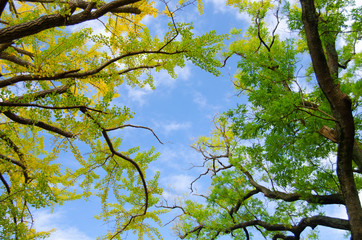 銀杏の紅葉と青空