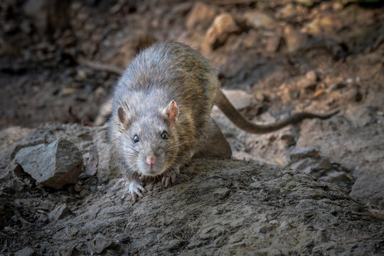 A wild rat on rocks by a river bank stares forward at the camera