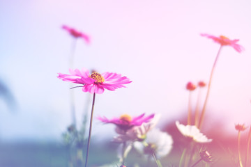 beautiful vintage cosmos flower field photo soft or selective focus for background backdrop - 302849642