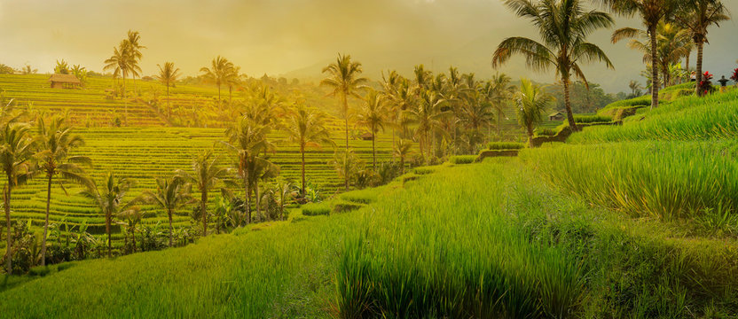 View of green rice field in terrace in Bali,near jatiluwih - Indonesia