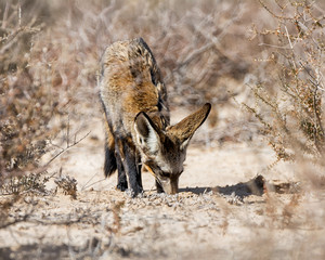 Bat-eared Fox