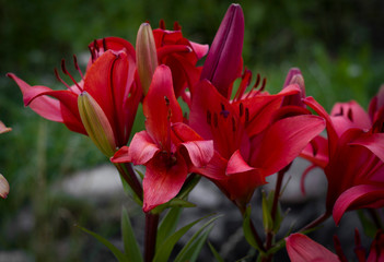 beautiful flowers of bright burgundy lilies close-up on a blurry light background