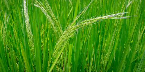 close up of green plant of rice in rice field 