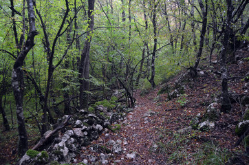 Overgrown remnants of ancient masonry. Crimea,Russia