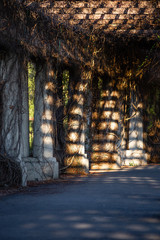 Pergola we Wrocławiu. © fotozen