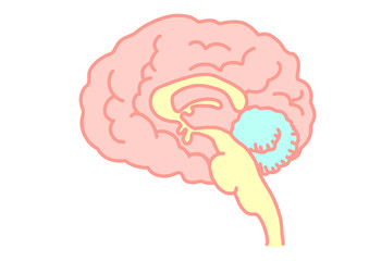 脳（パステル）