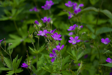 Beautiful vertical background stones in the river on a blurred background of mountains