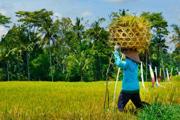 Balinese worker with bamboo hat harvesting rice, in  rice field 