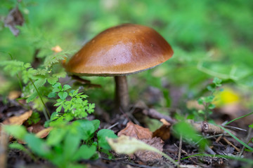 Edible boletus mushroom in the forest, autumn harvest season