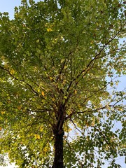 colorful trees in the autumn with bright blue skies